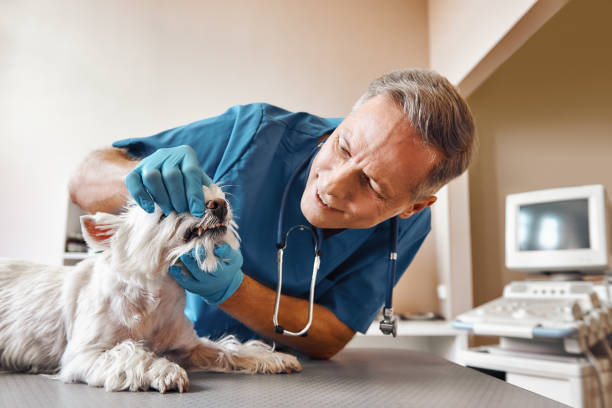Best Emergency Broken Tooth Repair in Clay City, IN